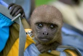 Un bébé singe laineux dans le sac à dos de Jhon Jairo Vasquez, fondateur du refuge de Maikuchiga, le 18 novembre 2020 près de Leticia, en Amazonie colombienne