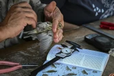 Christos Barboutis effectue des relevés biométriques sur un oiseau migrateur, sur la petite île d'Anticythère, le 17 septembre 2024 en Grèce