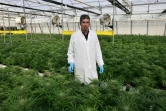 Dvir Taler, agronome en chef de B.O.L Pharma, en milieu des plants de cannabis, le 1er février 2022 près de Moshav Yad Binyamin, en Israël