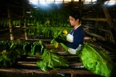 Une femme prépare les feuilles pour être séchées dans un séchoir à tabac, le 17 février 2022 à San Juan et Martinez, dans la province de Pinar del Rio, à Cuba