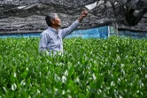 L'agriculteur japonais Yoshio Shoji dans sa plantation de thé matcha, le 16 mai 2019 à Fujieda au Japon