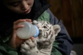 Une soigneuse du zoo de Kunming nourrit au biberon un bébé tigre blanc, le 12 octobre 2018 dans la province du Yunnan, en Chine