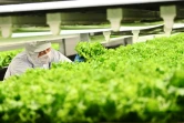Un employé d'une "usine à légumes" à Kyoto surveille le 12 novembre 2019 la croissance des salades