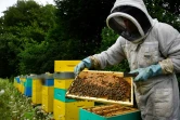 L'apiculteur français Thomas Le Glatin inspecte ses ruches, le 19 juin 2018 à Ploerdut en Bretagne