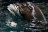 Une otarie se nourrit d'un glaçon aux poissons pour se rafraîchir, au zoo de Rome le 28 juin 2022, en pleine canicule