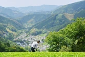 L'agriculteur japonais Yoshio Shoji dans sa plantation de thé, le 16 mai 2019 à Fujieda au Japon