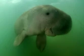 Mariam, dans les eaux qui entourent l'île de Libong, le 23 mai 2019 