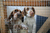 Des chiens dans une cage d'un refuge pour animaux à Lviv, le 26 mars 2022 en Ukraine
