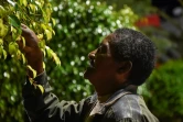 Isidro Minda cueille des feuilles de ficus, à Chalguayacu,en Equateur, le 4 décembre 2021