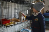 Une enfant caresse un chat dans un refuge pour animaux de Lviv, le 26 mars 2022 en Ukraine