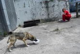 Une volontaire de la fondation américaine Clean nourrit un chien errant, près de la centrale nucléaire de Tchernobyl, le 8 juin 2018 en Ukraine