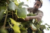 Cueillette des grappes de Merlot le 20 juillet 2016 à Karm el-Nada en Egypte