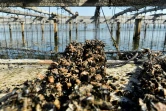 Un élevage de moules au large de la côte près de Deltebre, au sud de Tarragone, en Espagne, le 10 août 2022