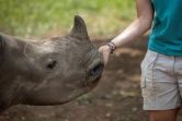 Une employée caresse un bébé rhinocéros dont les parents ont été tués par des braconniers, recueili dans un centre près de Mokopane, en Afrique du Sud, le 9 janvier 2021.