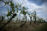 Une vigne dévastée par la grêle à Castelnau d'Auzan Labarrere dans le Gers, le 6 juin 2022