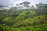 Des champs de coca dans le canyon del Micay, bastion de l'EMC, principale faction de la dissidence des Farc, dans le département du Cauca, le 25 mars 2024 en Colombie