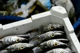 Une caisse de poissons à bord d'un bateau italien, le 23 mai 2019, au large de San Benedetto del Tronto