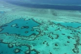 Vue aérienne de la Grande Barrière de corail, en novembre 2014 près des îles Whitsunday, en Australie