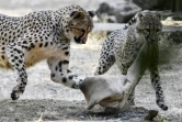 Des jeunes guépards jouent dans leur enclos du zoo "Safari de Peaugres", le 13 août 2020 en Ardèche