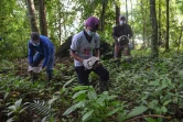 Des tortues sont remises en liberté dans la jungle à Murata, le 21 août 2019 en Colombie