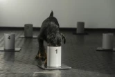 Le chien Renda renifle un récipient contenant un morceau de tissu imprégné d'odeur de patients atteints de Covid-19 ou de personnes non atteintes, dans un centre de dressage à Kliny, le 22 janvier 2021 en République Tchèque