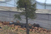 Capture d'image d'une vidéo fournie par le Commandement des Nations Unis en Corée montrant un militaire nord-coréen allongé au sol, blessé, après être passé au Sud, le 22 novembre 2017 dans la Zone démilitarisée