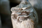 Des champignons cultivés par la Fondation Adala, une ONG locale, dans la ville assiégée de Douma, à l'est de Damas, le 2 août 2017