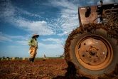 Un fermier travaille dans un champ de patates douce dans la province d'Artemisa, Cuba, le 29 septembre 2023