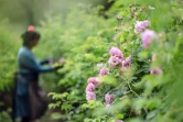 Récolte de roses centifolia dans les jardins du Domaine de la Rose, propriété de Lancôme, le 26 mai 2025 à Grasse, dans le sud de la France