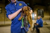 Lita, un teckel à poils durs, tient un rat dans sa gueule après l'avoir chassé dans un quartier de Manhattan, le 14 mai 2021 à New York