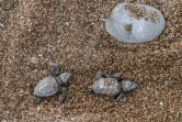 Des bébés tortues Caretta caretta, sur le sable de la plage de Kyparissia, le 23 septembre 2019 en Grèce