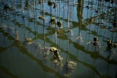 Un élevage de moules au large de la côte près de Deltebre, au sud de Tarragone, en Espagne, le 10 août 2022