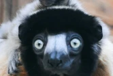 Une petite propithèque couronnée, née en décembre et photographiée le 24 février 2020 sur le dos de sa mère Roazy, au zoo de Besançon