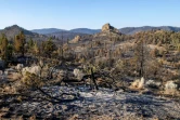 Des arbres calcinés par le Bootleg Fire, le 16 juillet 2021 à Beatty, dans l'Oregon