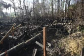 Une forêt incendiée dans l'Etat brésilien de Para, le 9 décembre 2024