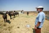 Le vétérinaire français Hervé Petit observe des buffles dans une ferme des marais de Chibayich, le 25 juin 2023 dans le sud de l'Irak 