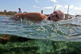 Un membre du club de natation "Jeunesse accumulée" nage dans une piscine d'eau de mer à La Havane, le 17 mai 2025
