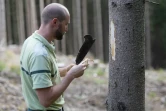 Pierre Lambert, de l'Office national des forêts (ONF) examine l'écorce d'un épicéa attaqué par le scolyte, un insecte ravageur, le 18 août 2020 dans la forêt de Ban-sur-Meurthe-Clefcy, dans les Vosges