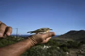 Un Pipit des arbres (Anthus trivialis) est libéré de la station de l'Observatoire des oiseaux d'Anticythère après avoir été bagué, sur la petite île d'Anticythère, le 17 septembre 2024 en Grèce