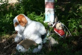 Des peluches déposées sur le sol d'un terrain millitaire où des enfants harkis ont été enterrés indignement, le 28 février 2022 à Laudun-l'Ardoise, dans le Gard