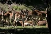Des Antilopes Kobus leche au ZooSafari de Thoiry, le 29 mai 2020 dans les Yvelines