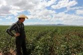 Un agriculteur mennonite regarde son champ de coton, le 25 septembre 2018 à Sabinal, au Mexique