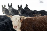 Des ânes sauvages veillent sur un troupeau de vaches dans un ranch près de Walden, le 27 mars 2023 au Colorado 