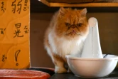 Un chat du café Mao Thai Thai boit à une fontaine pour chats, le 27 octobre 2021 au Nouveau Tapei, à Taïwan