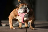 Zsa Zsa, un bulldog anglais, lors d'une compétition canine à Petaluma, au nord de San Francisco, le 23 juin 2018