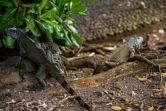 Des iguanes communs (iguana iguana) dans un parc du centre-ville de Fort-de-France, le 30 mars 2021 en Martinique