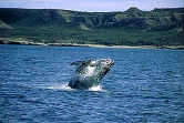 Pour l'amour des baleines