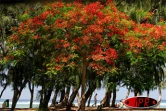 Arbre symbole de La Réunion, le flamboyant se pare de fleurs rouge vif pour les fêtes de fin d'année