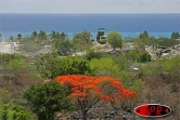 Arbre symbole de La Réunion, le flamboyant se pare de fleurs rouge vif pour les fêtes de fin d'année