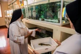 Les soeurs Ofelia Morales Francisco (à gauche) et Rosa Cortez s'occupent d'aquariums d'élevage de salamandres aquatiques, dans leur monastère au Mexique près du lac Patzcuaro, le 22 août 2018
